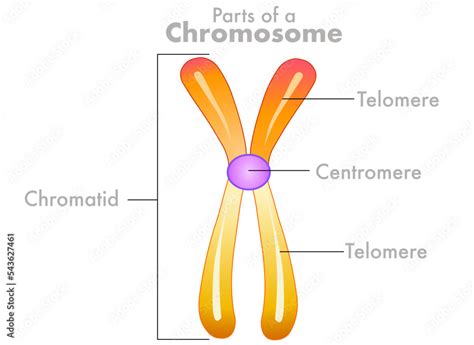 Chromosome parts, anatomy, diagram. Telomere, centromere, sister ...