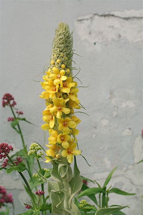 Urban Prepper Chicks Herb of the Week: Uses for Mullein