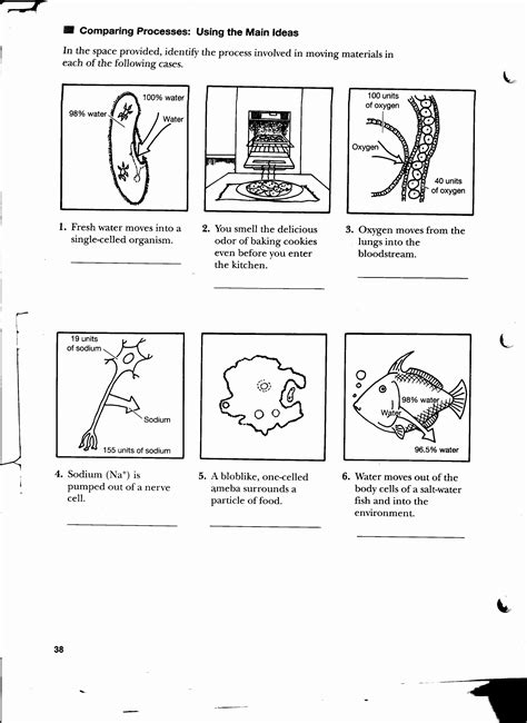 50 Passive And Active Transport Worksheet