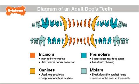 Dog Teeth Diagram: A Map of Pooches’ Pearly Whites | Nylabone