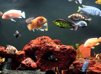 Breeding African Cichlids and the Importance of Live Aquarium Foods – LiveFishFood Australia