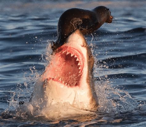 Inspiring: Baby seal outwits "fast and furious" Great White shark thereby teaching surfers ...