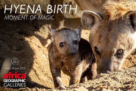 Hyena Birth – Moment of Magic - Africa Geographic