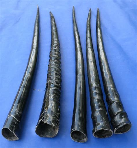 29 to 35 inches Polished Gemsbok Horns for Sale $39.99