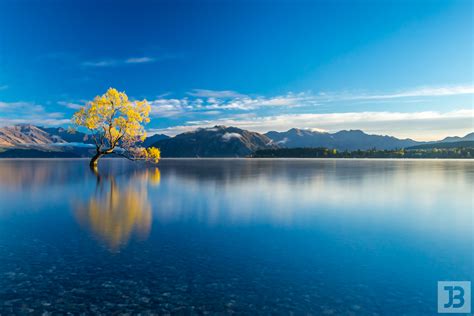 Joel Bramley Photography: That Wanaka Tree