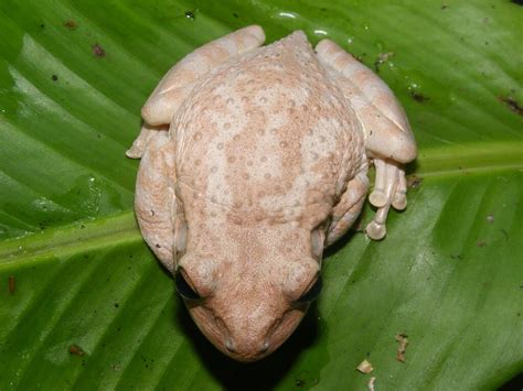 Cuban Tree Frogs (Osteopilus septentrionalis) Care Sheet