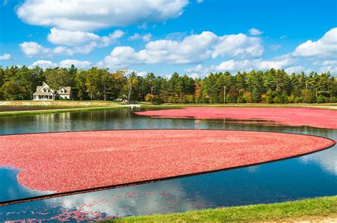 Massachusetts Fall Foliage Driving Tours | Fall foliage, New england foliage, Scenic routes