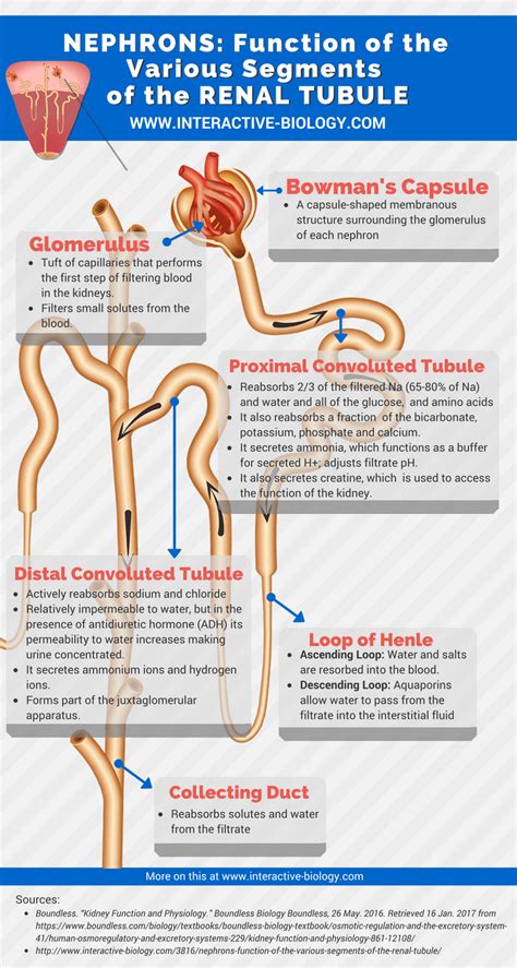 Pin by Tayler Connolly on Medical info. | Renal physiology, Human anatomy and physiology ...