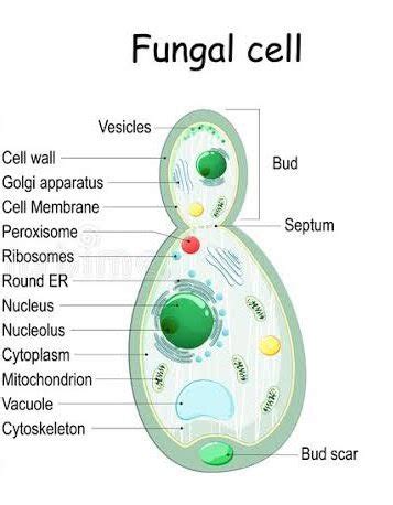 Real Fungi Cells