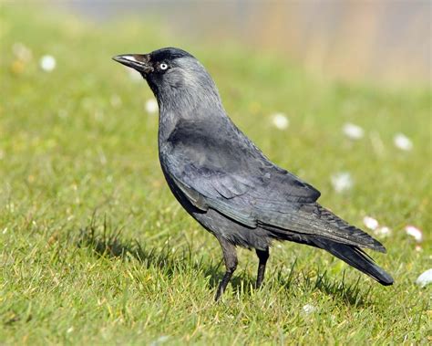 Jackdaw - BirdWatch Ireland