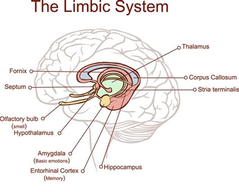 Damage to the Limbic System Would Primarily Resulted in