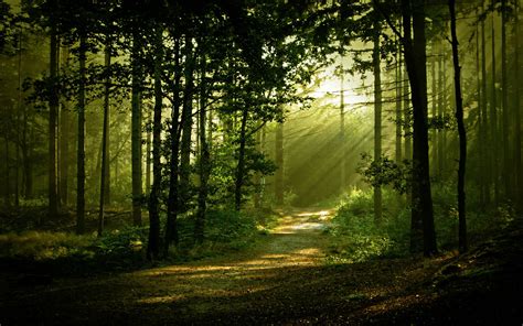 morning-forest-scenery-free-desktop-wallpaper-2560x1600.jpg (2560×1600 ...