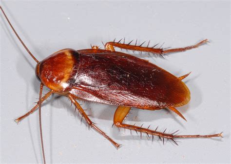 Roach control has a big economic impact | Mississippi State University ...