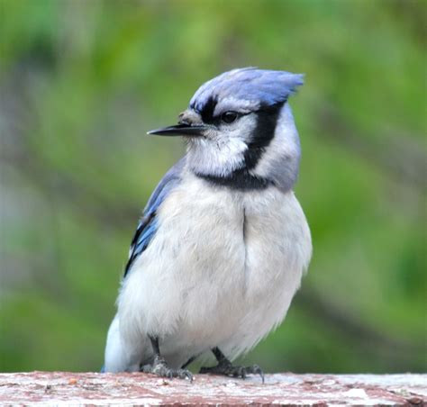 Broken-beaked Blue Jay - FeederWatch