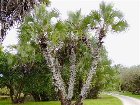 PlantFiles Pictures: Hyphaene Species, Hoka Tree, Palm (Hyphaene ...