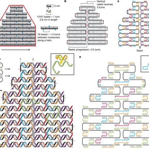 | DNA origami shapes. Top row, folding paths. a, square; b, rectangle;... | Download Scientific ...