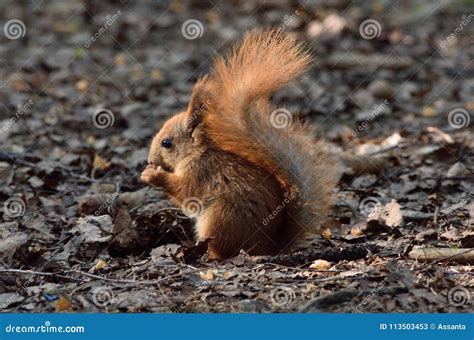 Cute Baby Squirrel Eating a Nut on the Ground Stock Image - Image of ...