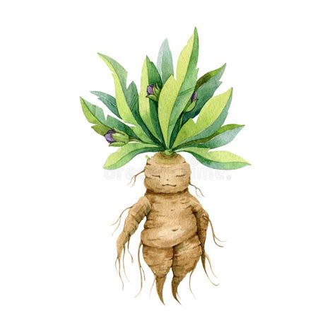 Mandragora Plant Watercolor Illustration. Hand Drawn Magic Herb with ...