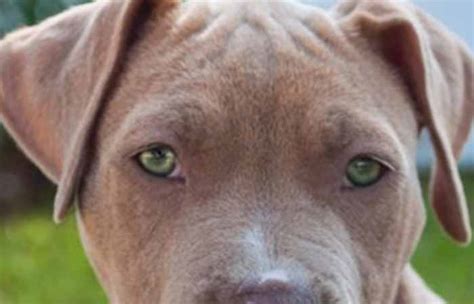 Dogs with Green Eyes, Names with Pictures - Petaddon