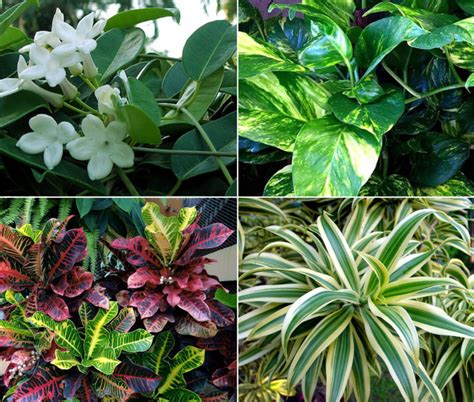 10 Elegant plants for Vertical Garden | living wall - Naturebring