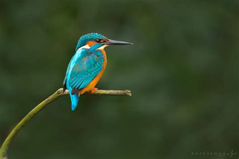 20+ Kingfisher Bird Images | angelinajoliecoolsagt