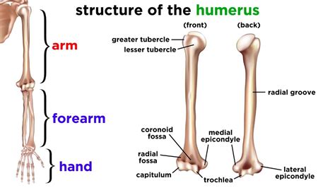 Human Arm Bone Names