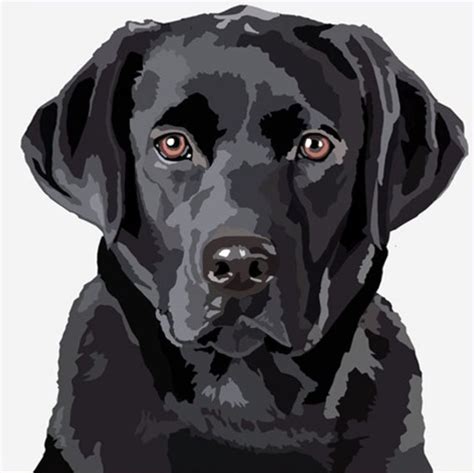 Pin by Amy Gilbert-Huber on doggies | Labrador art, Dog drawing, Watercolor dog