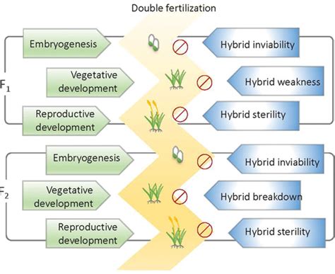 Frontiers | Evolution and Molecular Control of Hybrid Incompatibility ...