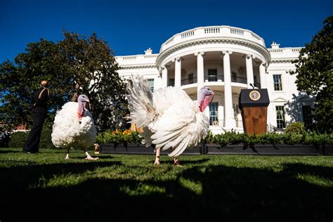 President Biden pardons this year's turkeys, Chocolate and Chip - nccRea