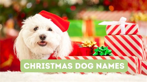 130+ Christmas Dog Names for Holiday Puppies! 130 Christmas Dog Names