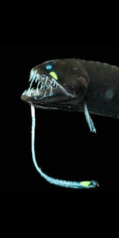 Viperfish | Deep sea life, Sea creatures, Aquatic animals