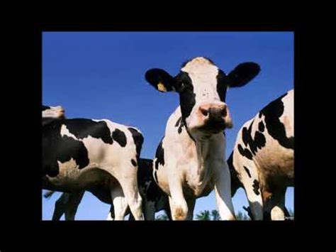 Moo Moo Cow - YouTube