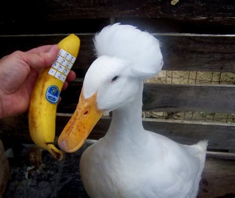 banana phone | Human grade dog food, Duck pictures, Duck memes