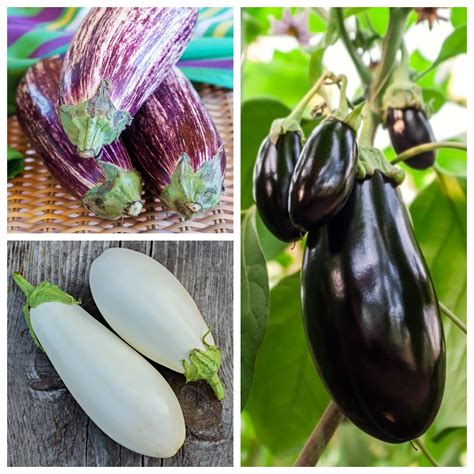 Aubergine (eggplant) - seeds of 3 vegetable plants' varieties – Garden Seeds Market | Free shipping