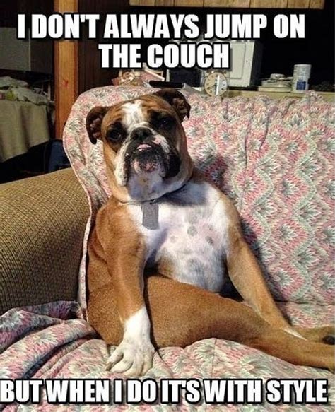 14 Funny English Bulldog Memes of the Day! | PetPress | Bulldog funny, English bulldog care ...