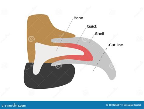 Nail Anatomy Stock Illustrations – 376 Nail Anatomy Stock Illustrations ...