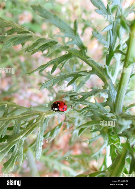 Red Ladybug walking on the Green Leaf Stock Photo - Alamy