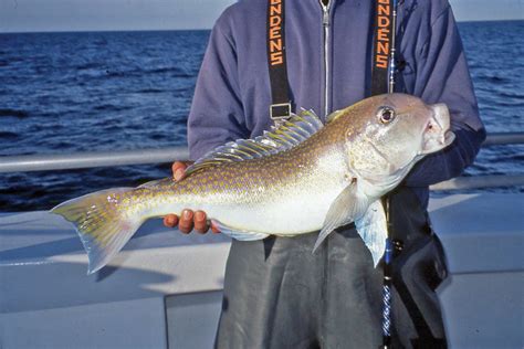 Tilefish Archives - The Fisherman