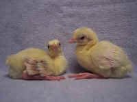 Peafowl for Sale - Assorted Peafowl Chicks | Cackle Hatchery