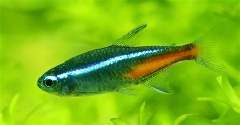 Neon Tetra Care: The Ultimate Guide | FishTopics.com