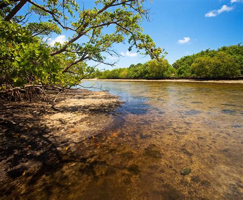 Tidal Mangrove Estuary - Von D Mizell-Eula Johnson State Park - Matt ...