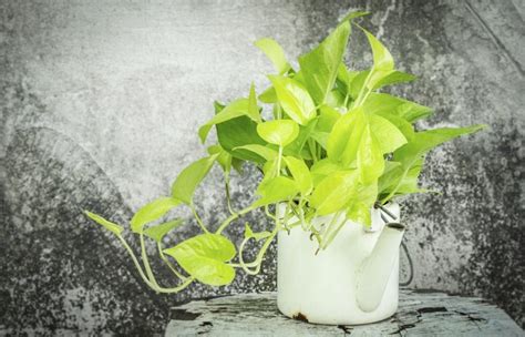 Neon Pothos Care and Propagation Guide - Houmse