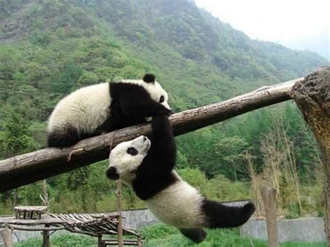 Sichuan Giant Panda Sanctuaries - Alchetron, the free social encyclopedia