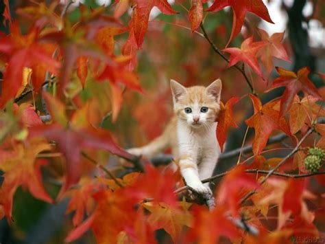 🔥 [90+] Free Fall Animal Wallpapers | WallpaperSafari