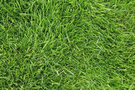 Grass Types for Your Lawn in Buffalo, NY