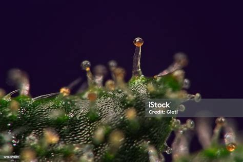 Cannabis Trichome Super Macro Stock Photo - Download Image Now - Black Color, Cannabidiol ...