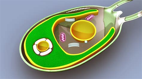 algae structure 3d model