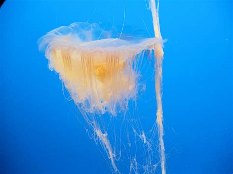 DSC36002, Egg Yolk Jelly, Monterey Bay Aquarium, Monterey,… | Flickr