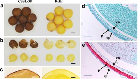 Seed coat colors of the two parental lines. a Mature seeds. Bar, 1 mm ...