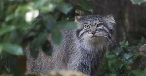 Pallas Cat Behavior - AnimalBehaviorCorner